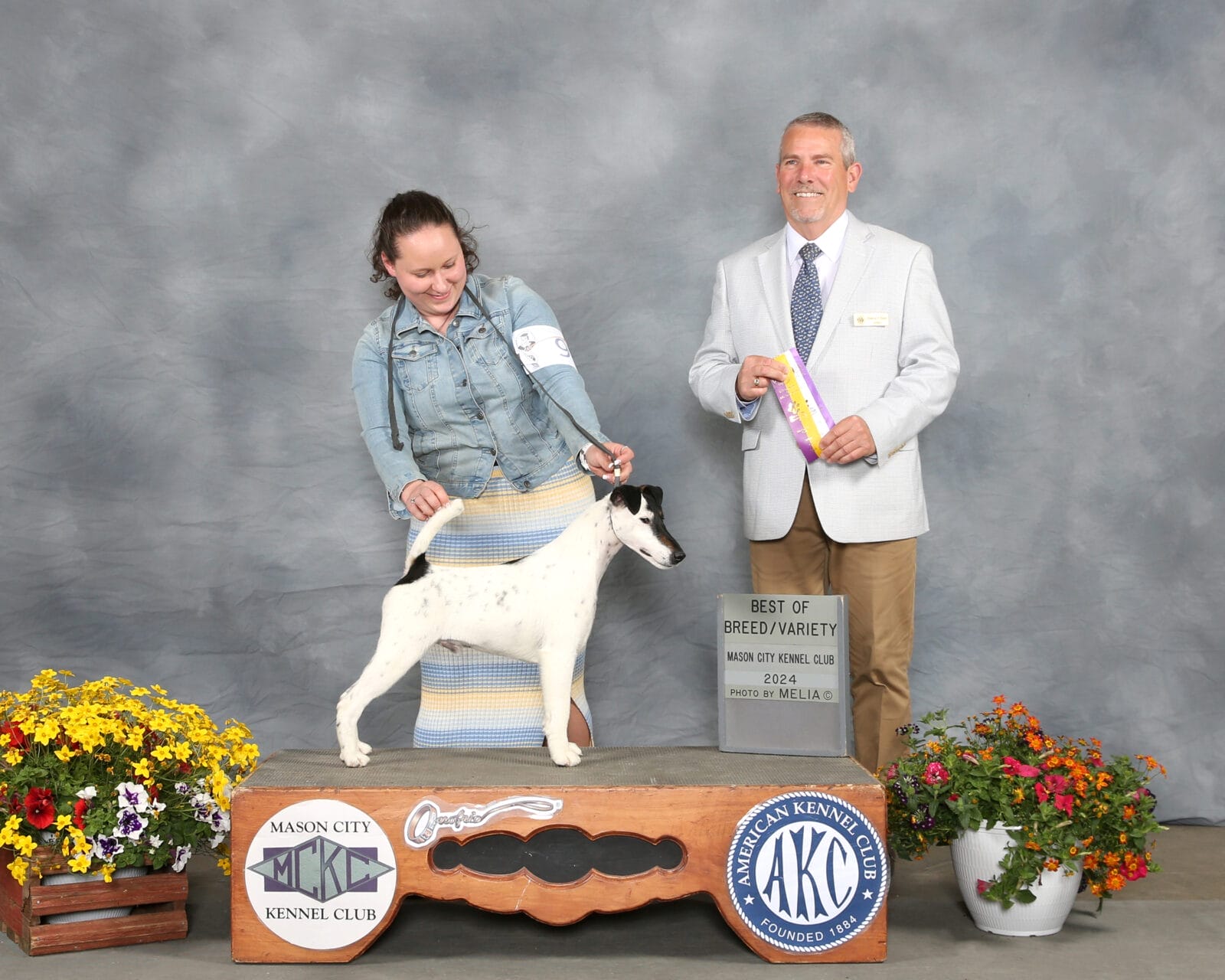 Photo of BISS GCH Decorum On Replay, a Black & White Fox Terrier (Smooth).