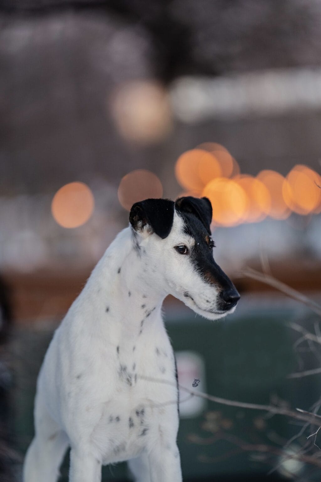 Photo of BISS GCH Decorum On Replay, a Black & White Fox Terrier (Smooth).