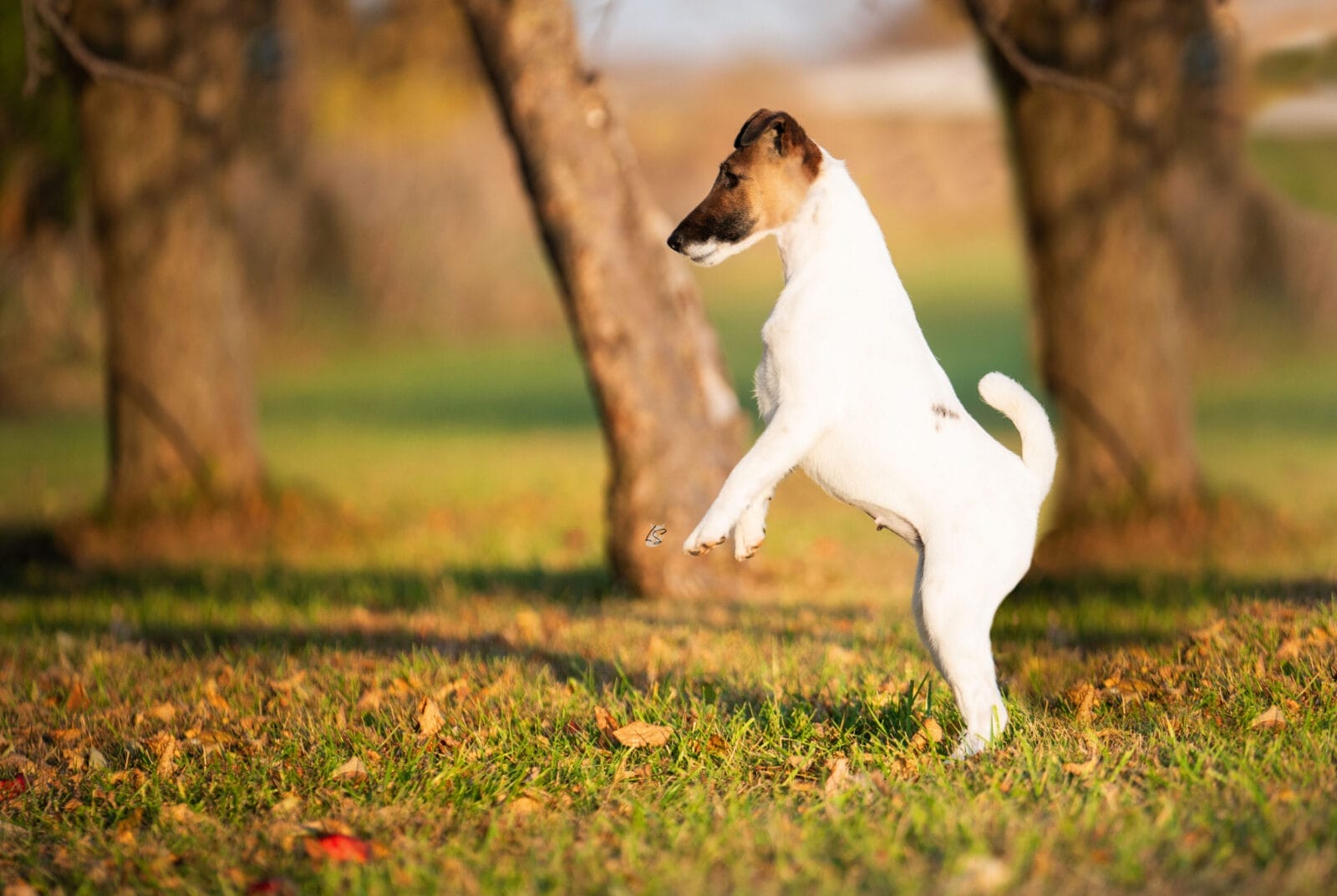 Photo of Decorum Future Fame, a Tan & White Fox Terrier (Smooth).