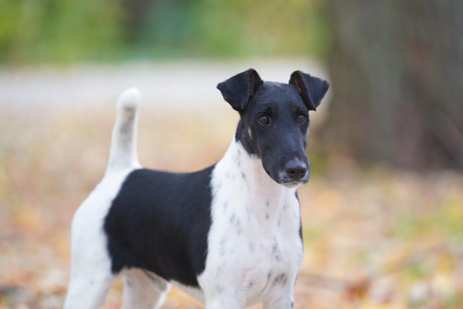 Photo of CH Decorum Absolutely Encore, a Black & White Fox Terrier (Smooth).
