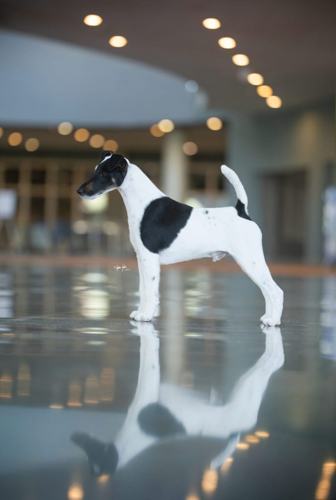 Photo of BIS MBISS GCH Decorum On Replay, a Black & White Fox Terrier (Smooth).