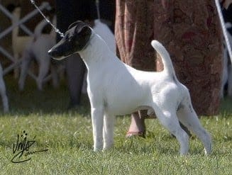 Photo of MBIS MBISS GCH K’Cobe Kemosabe Vigilante Justice SD, a Black Tan & White Fox Terrier (Smooth).