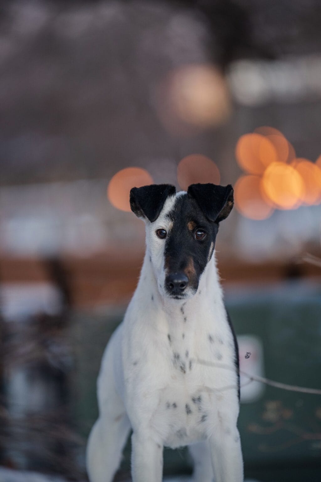 Photo of BISS GCH Decorum On Replay, a Black & White Fox Terrier (Smooth).