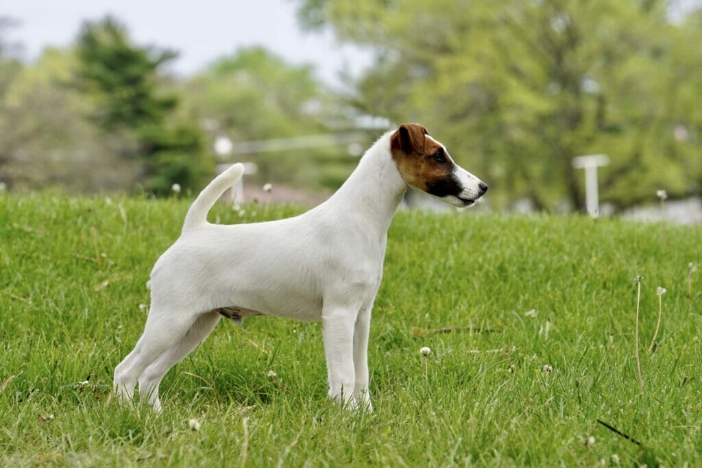 Misty Hollow Decorum Champagne Clouds - Fox Terrier