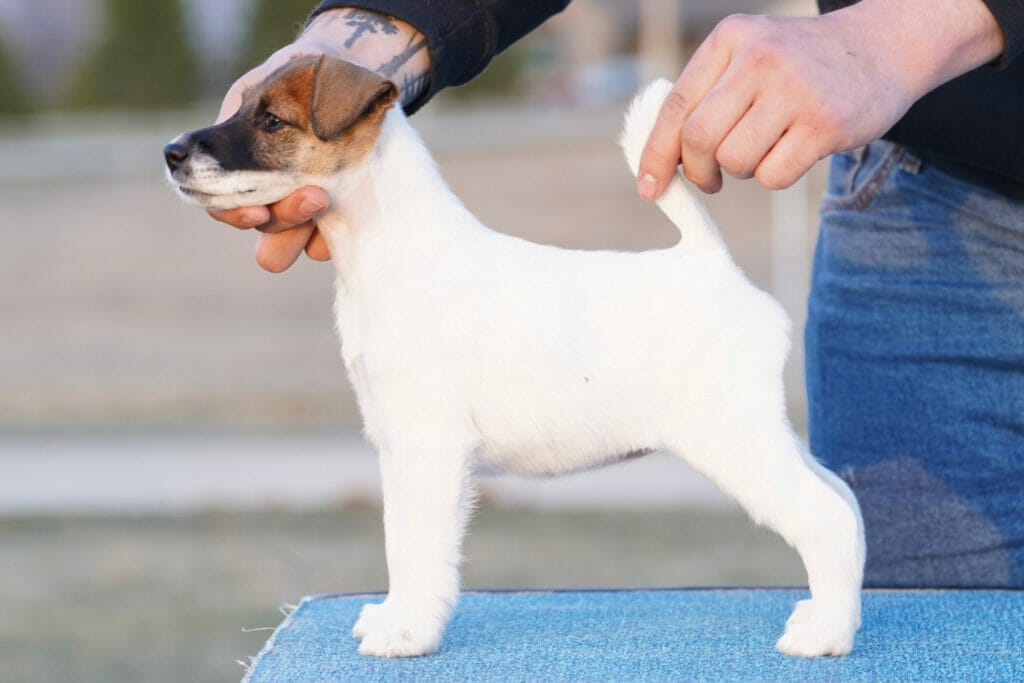 Photo of Decorum The Show Must Go On, a Tan & White Fox Terrier (Smooth).