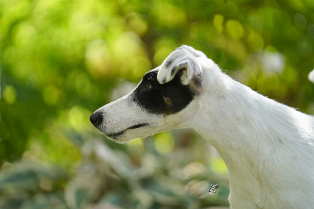 Decorum Turnin Heads - smooth fox terrier head