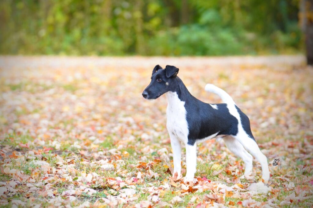 Photo of Decorum Absolutely Encore, a Black & White Fox Terrier (Smooth).