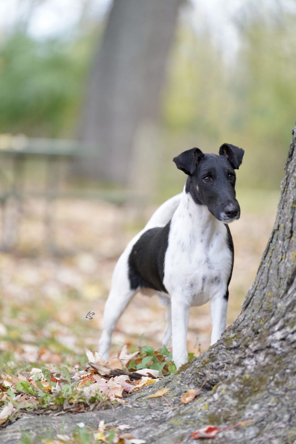 Photo of Decorum Absolutely Encore, a Black & White Fox Terrier (Smooth).