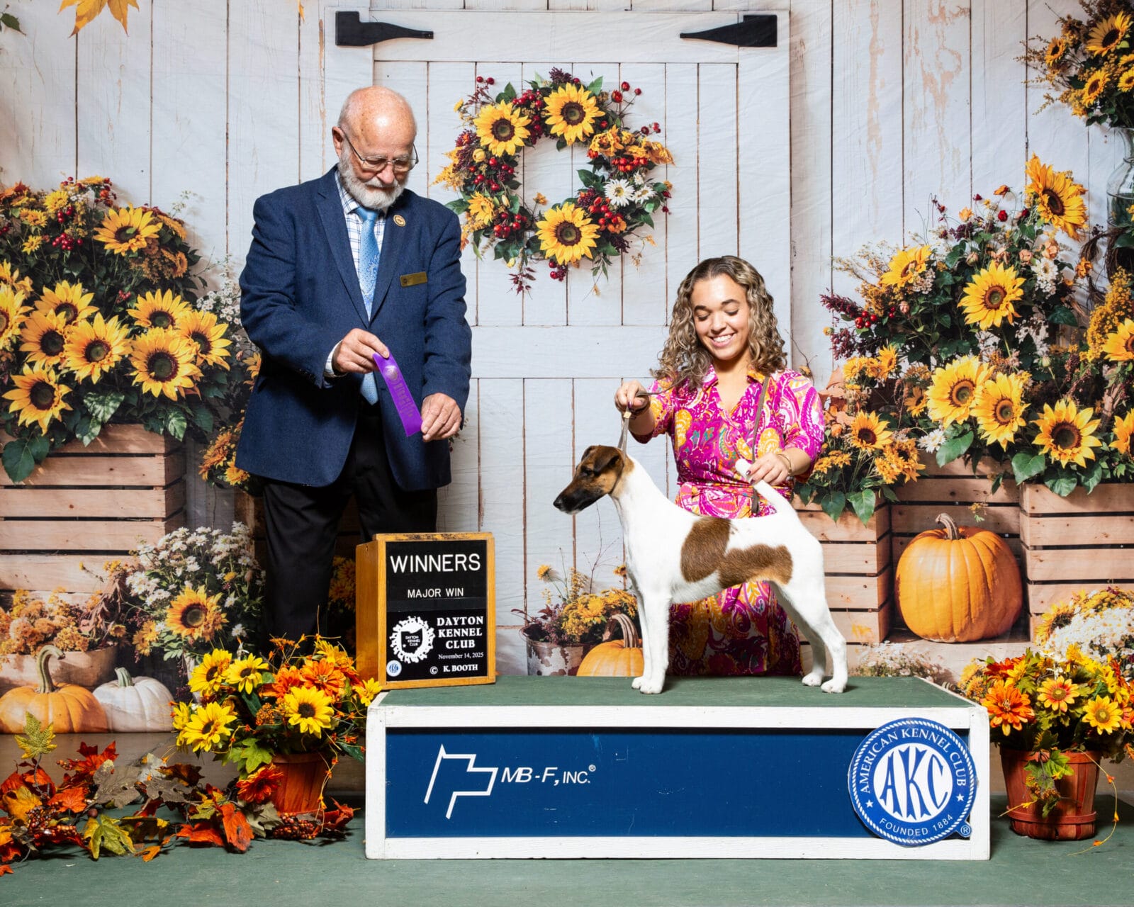 Photo of CH Decorum Cast A Spell, a Tan & White Fox Terrier (Smooth).