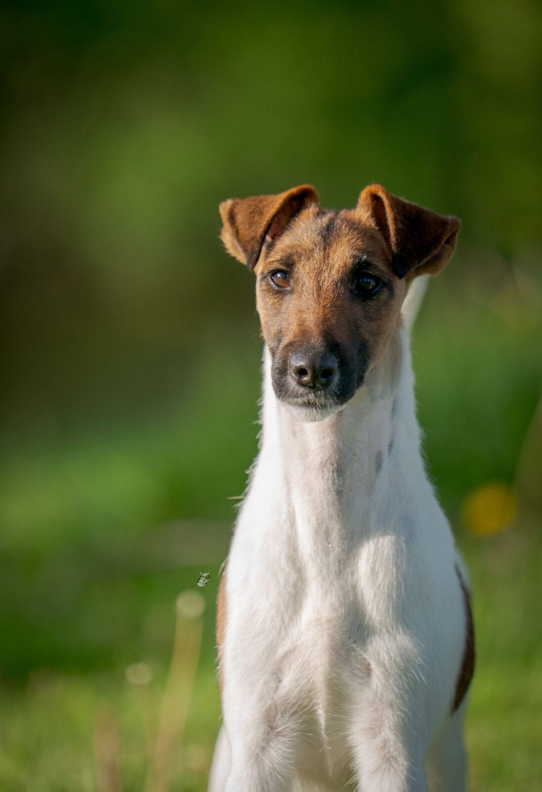 Photo of Decorum Cast A Spell, a Tan & White Fox Terrier (Smooth).