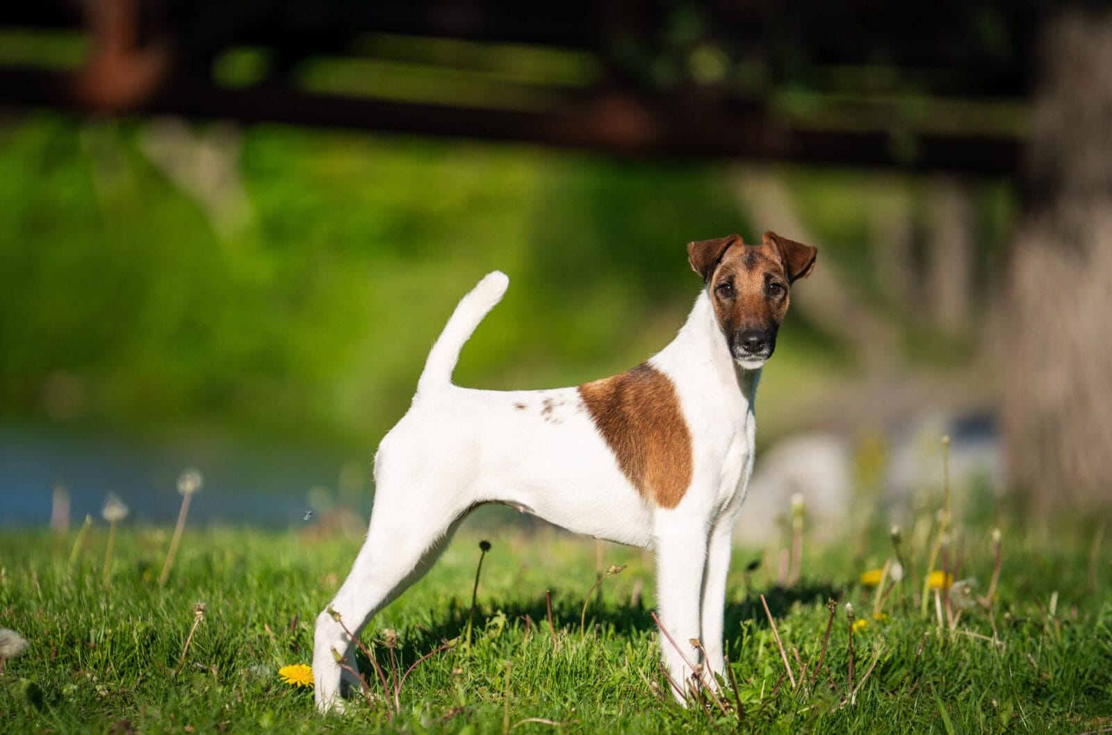 Photo of Decorum Cast A Spell, a Tan & White Fox Terrier (Smooth).