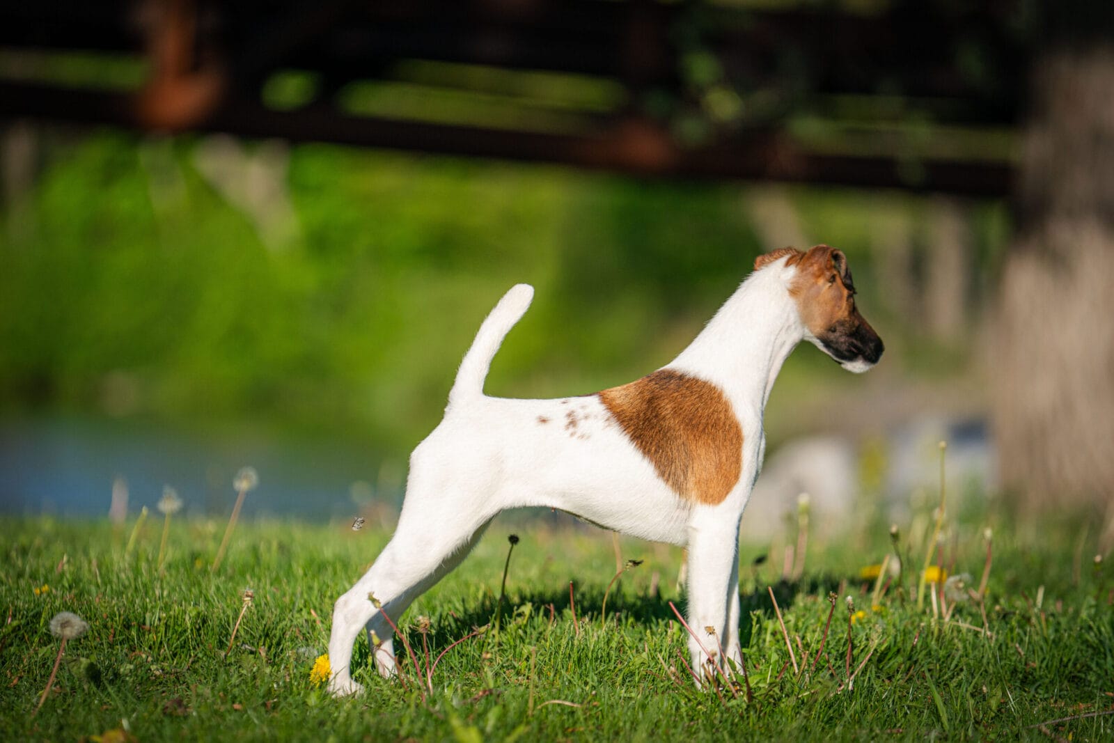 Photo of Decorum Cast A Spell, a Tan & White Fox Terrier (Smooth).
