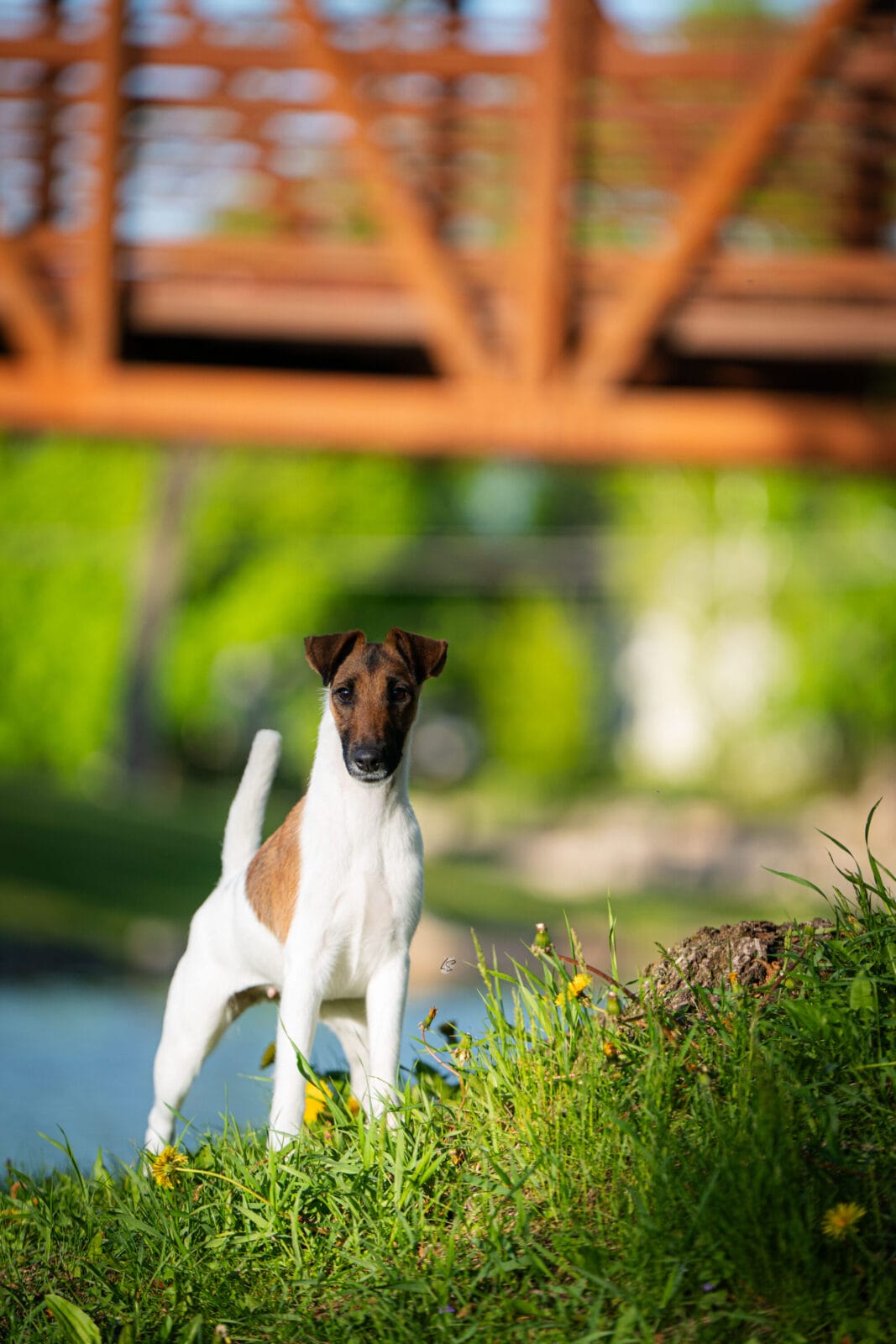 Photo of Decorum Cast A Spell, a Tan & White Fox Terrier (Smooth).