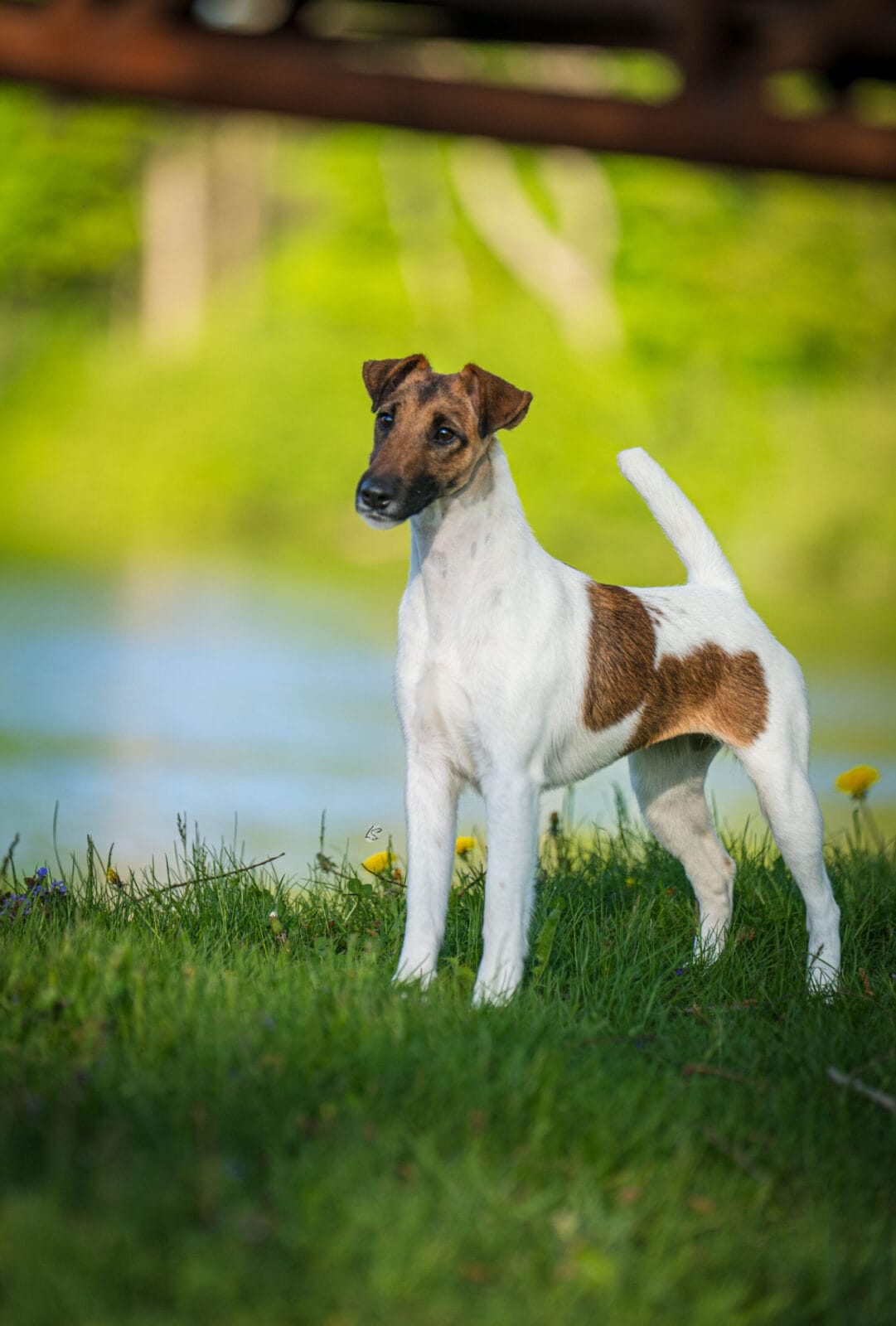 Photo of Decorum Cast A Spell, a Tan & White Fox Terrier (Smooth).