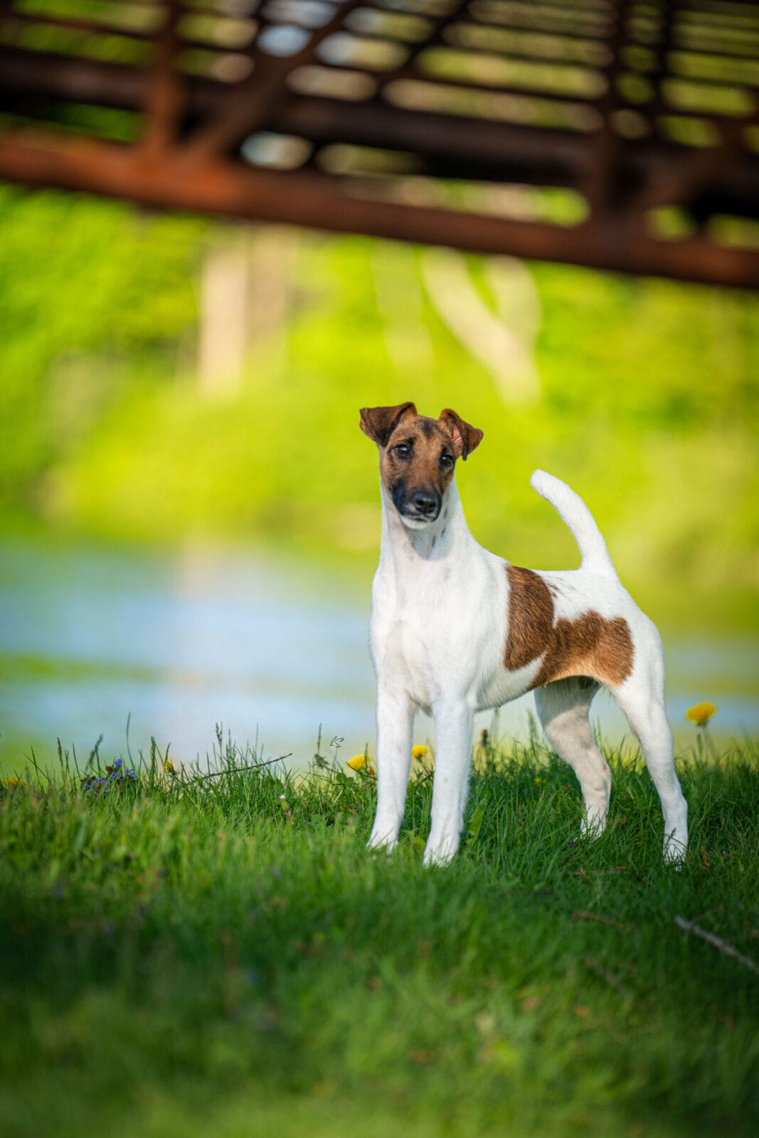 Photo of Decorum Cast A Spell, a Tan & White Fox Terrier (Smooth).