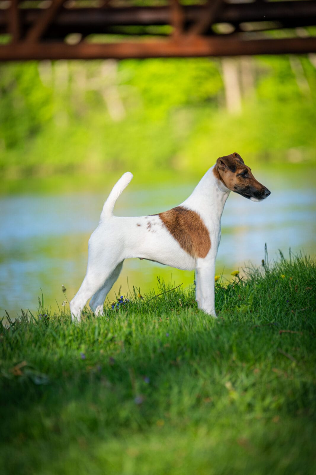 Photo of Decorum Cast A Spell, a Tan & White Fox Terrier (Smooth).