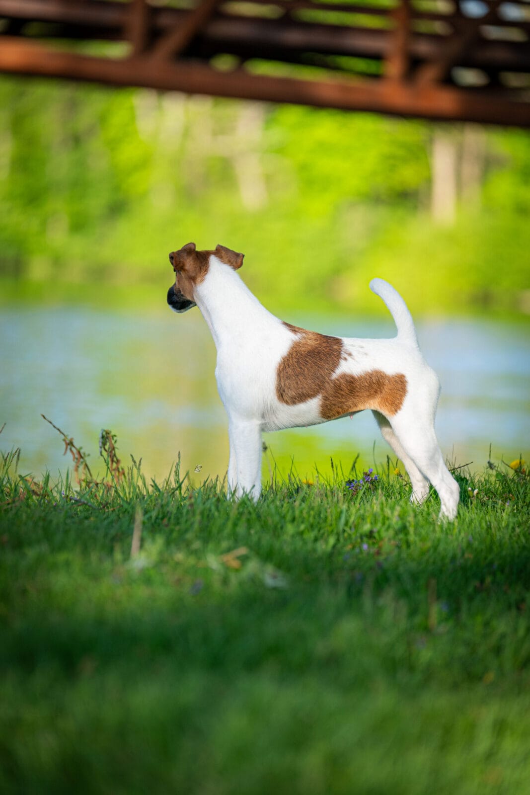 Photo of Decorum Cast A Spell, a Tan & White Fox Terrier (Smooth).