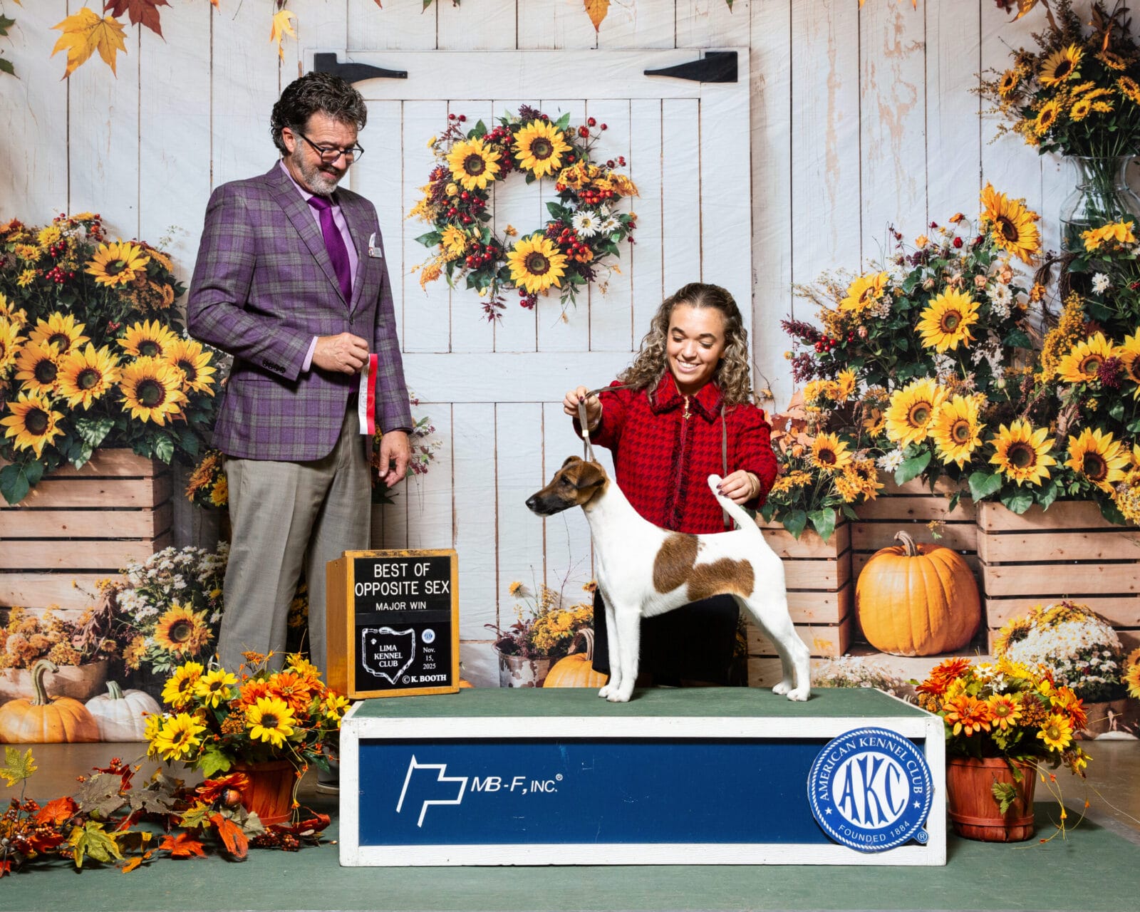 Photo of CH Decorum Cast A Spell, a Tan & White Fox Terrier (Smooth).
