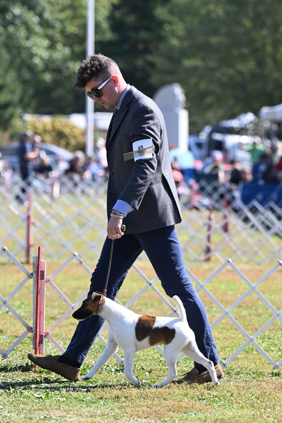 Photo of CH Decorum Cast A Spell, a Tan & White Fox Terrier (Smooth).
