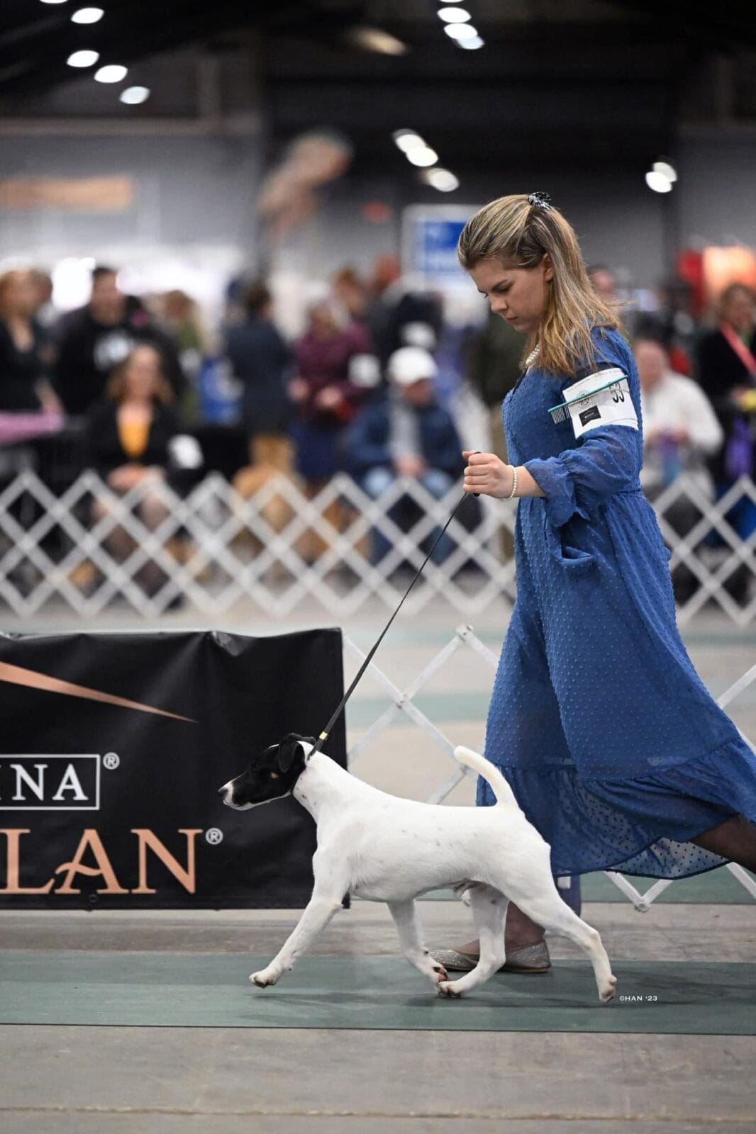 Photo of GCH Misty Hollow Decorum Above The Clouds, a Black, Tan & White Fox Terrier (Smooth).