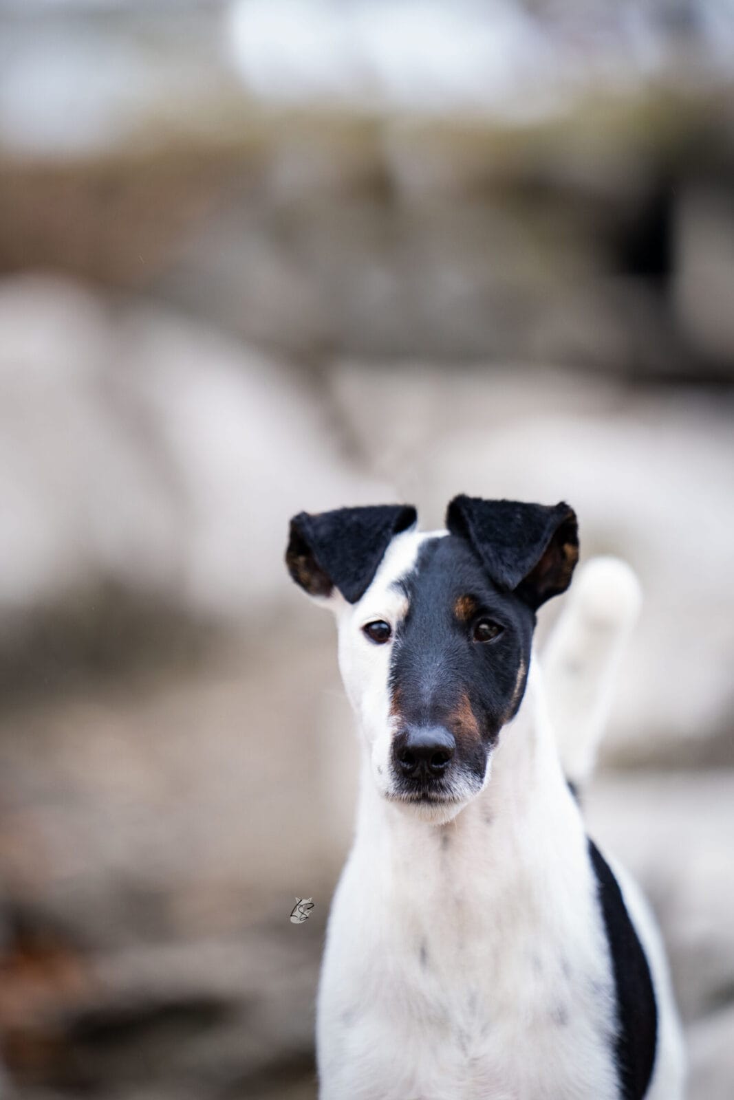 Photo of BIS MBISS GCH Decorum On Replay, a Black & White Fox Terrier (Smooth).