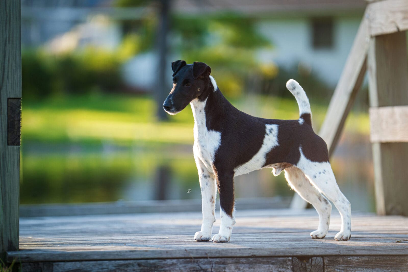 Photo of BISS GCH Decorum Absolutely Noteworthy, a Black, Tan & White Fox Terrier (Smooth).