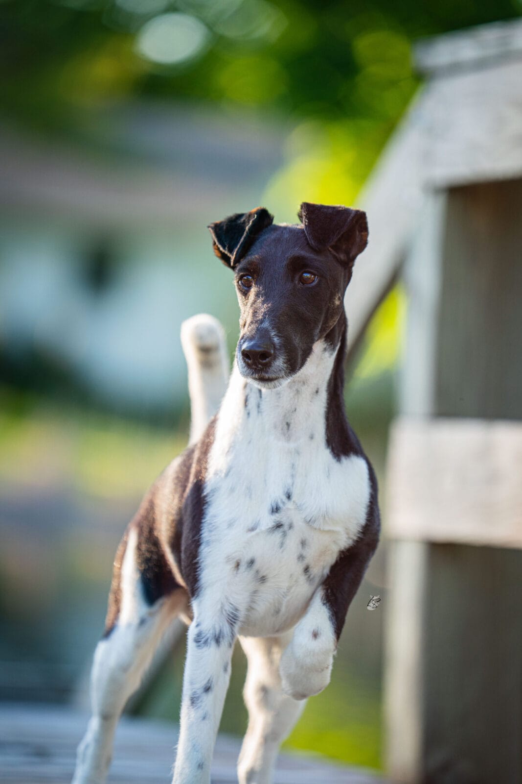 Photo of BISS GCH Decorum Absolutely Noteworthy, a Black, Tan & White Fox Terrier (Smooth).