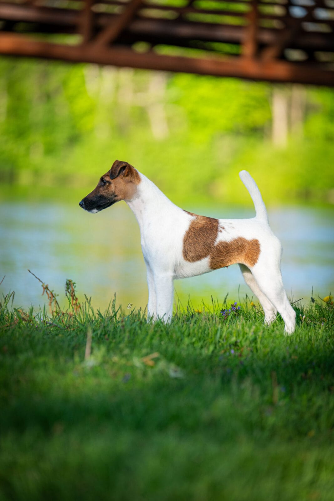 Photo of Decorum Cast A Spell, a Tan & White Fox Terrier (Smooth).