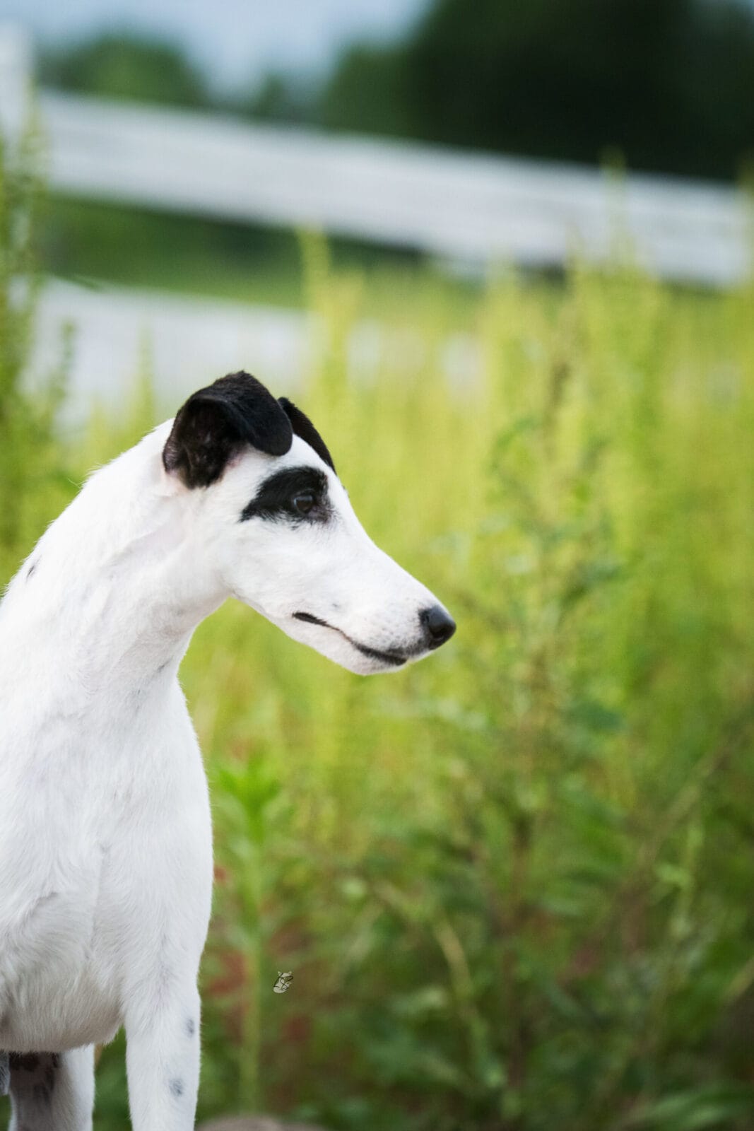 Photo of GCH Decorum Turnin’ Heads, a Black, Tan & White Fox Terrier (Smooth).