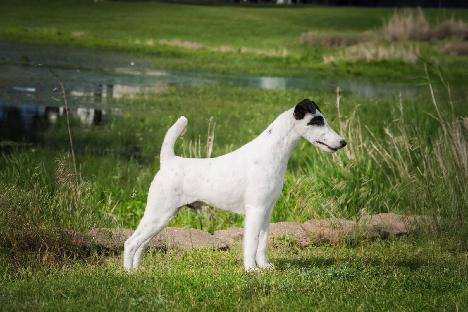 Photo of GCH Decorum Turnin’ Heads, a Black, Tan & White Fox Terrier (Smooth).