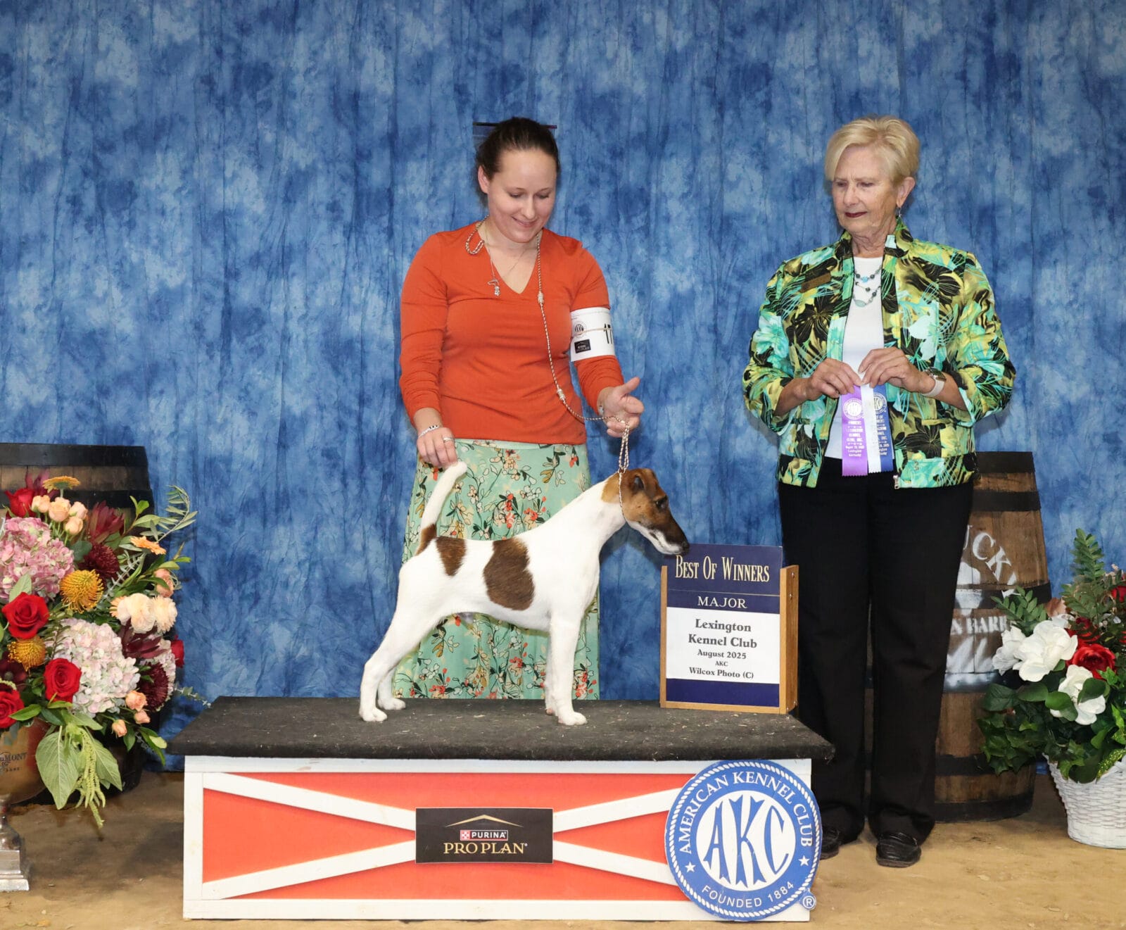 Photo of CH Belfox Xor, a Tan & White Fox Terrier (Smooth).