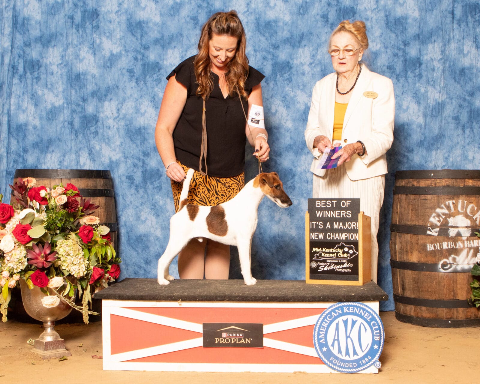 Photo of CH Belfox Xor, a Tan & White Fox Terrier (Smooth).