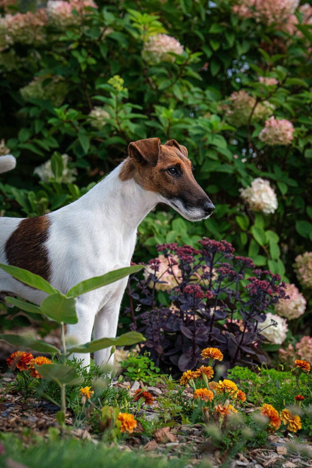 Photo of CH Belfox Xor, a Tan & White Fox Terrier (Smooth).
