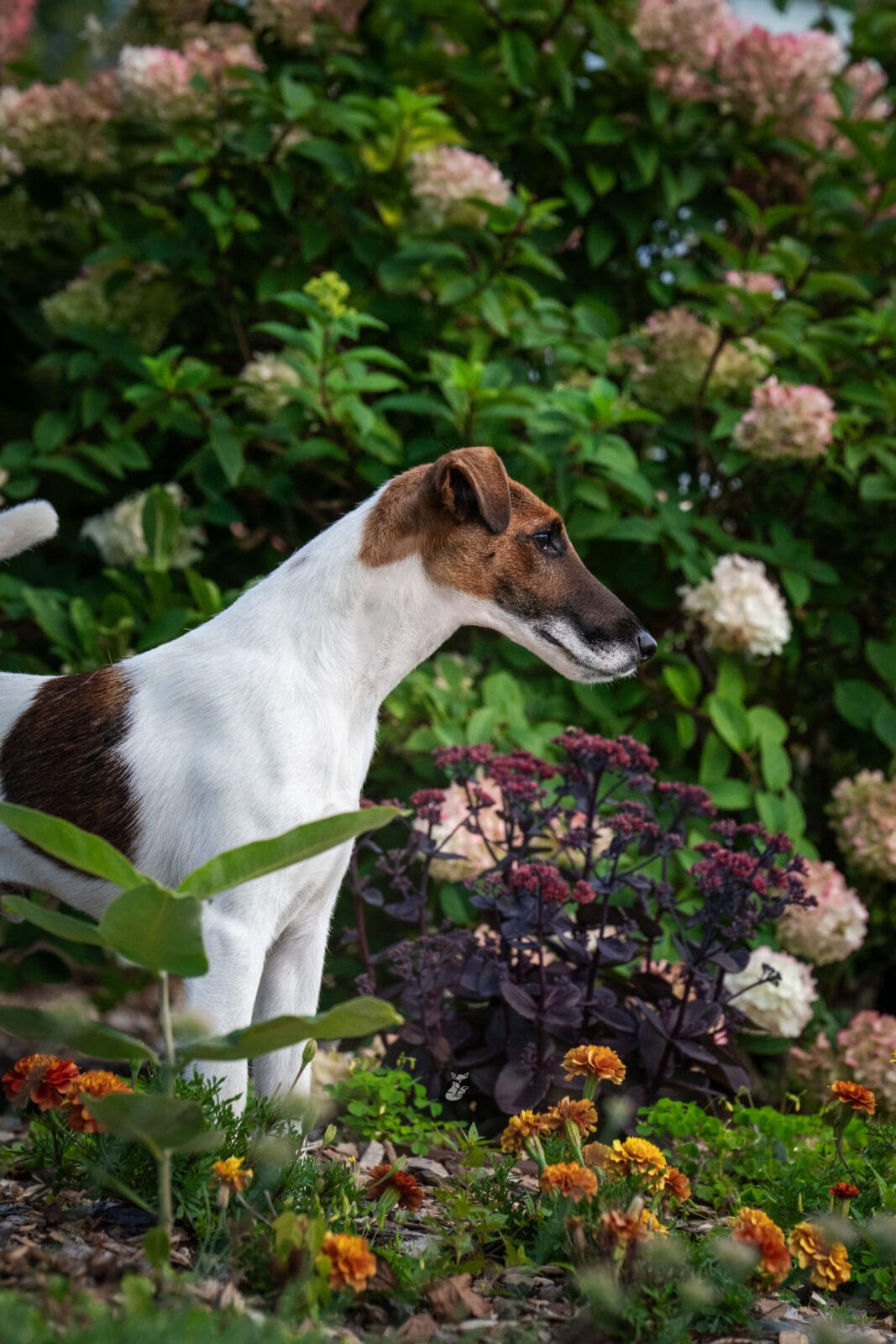 Photo of CH Belfox Xor, a Tan & White Fox Terrier (Smooth).