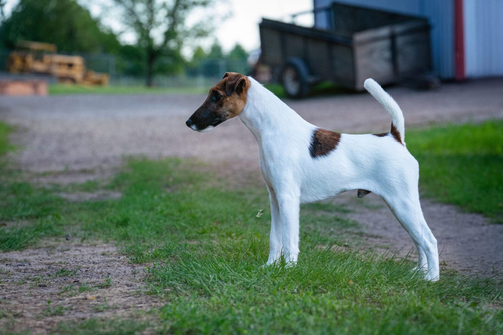 Photo of CH Belfox Xor, a Tan & White Fox Terrier (Smooth).