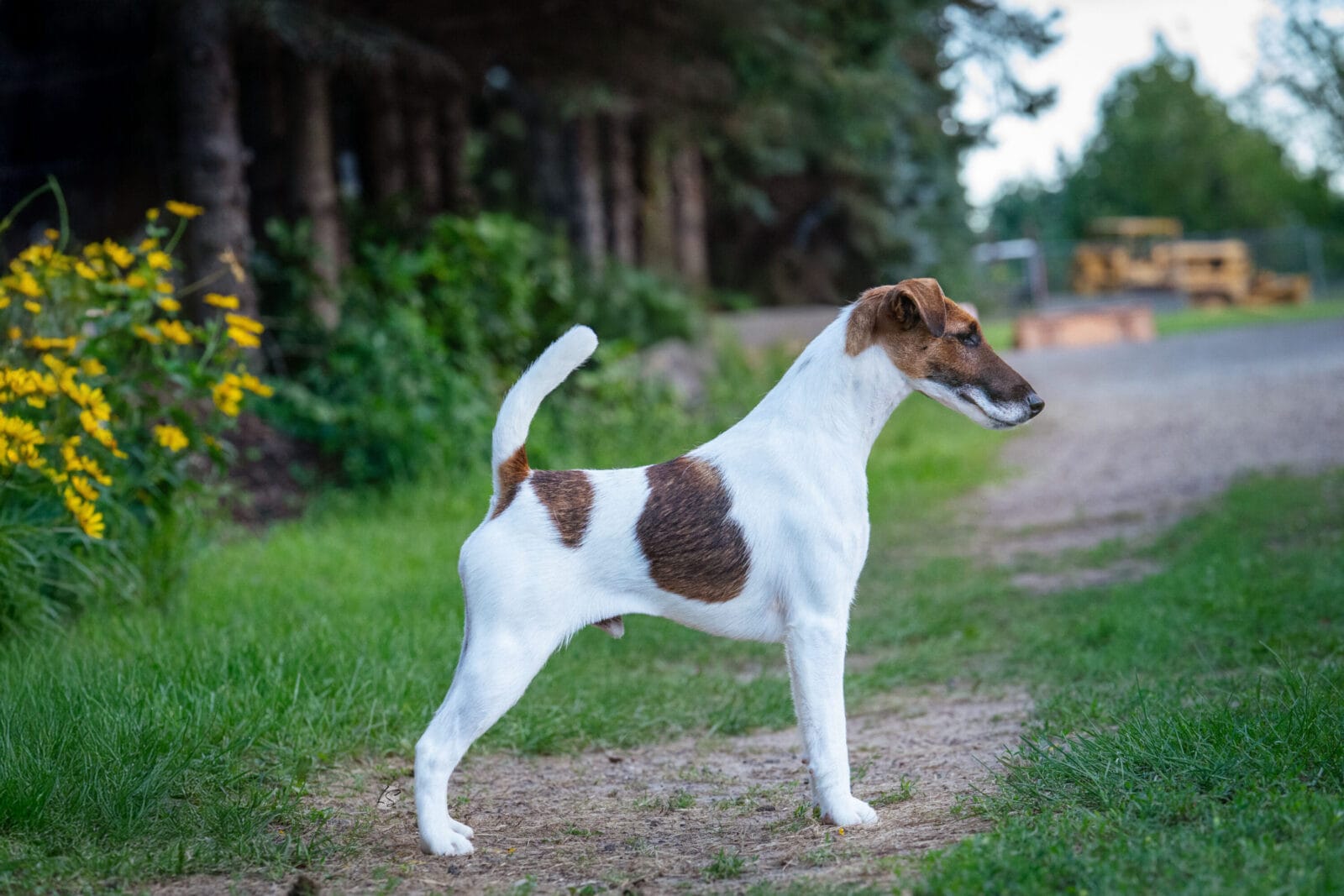 Photo of CH Belfox Xor, a Tan & White Fox Terrier (Smooth).