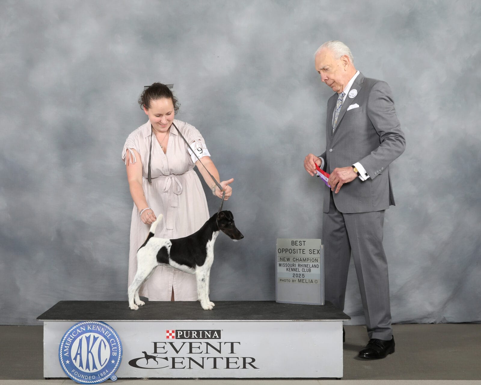 Photo of CH Decorum Transcendence, a black, Tan & White Fox Terrier (Smooth).