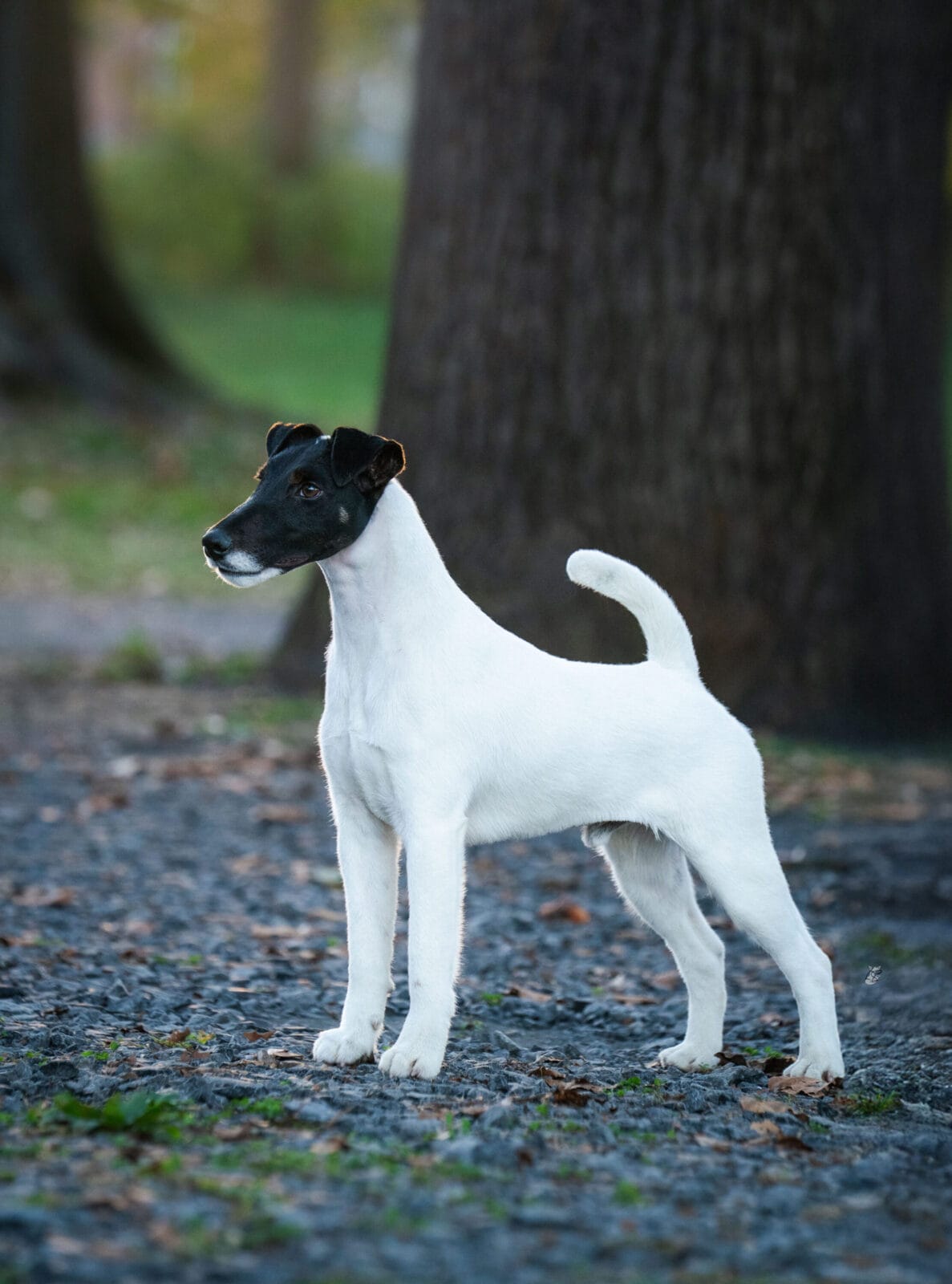 Photo of GCH Absolutely Game. Set. Replay. at Decorum, a  Fox Terrier (Smooth).