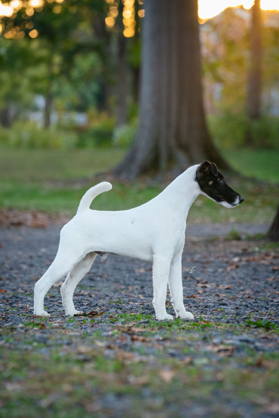 Photo of GCH Absolutely Game. Set. Replay. at Decorum, a  Fox Terrier (Smooth).