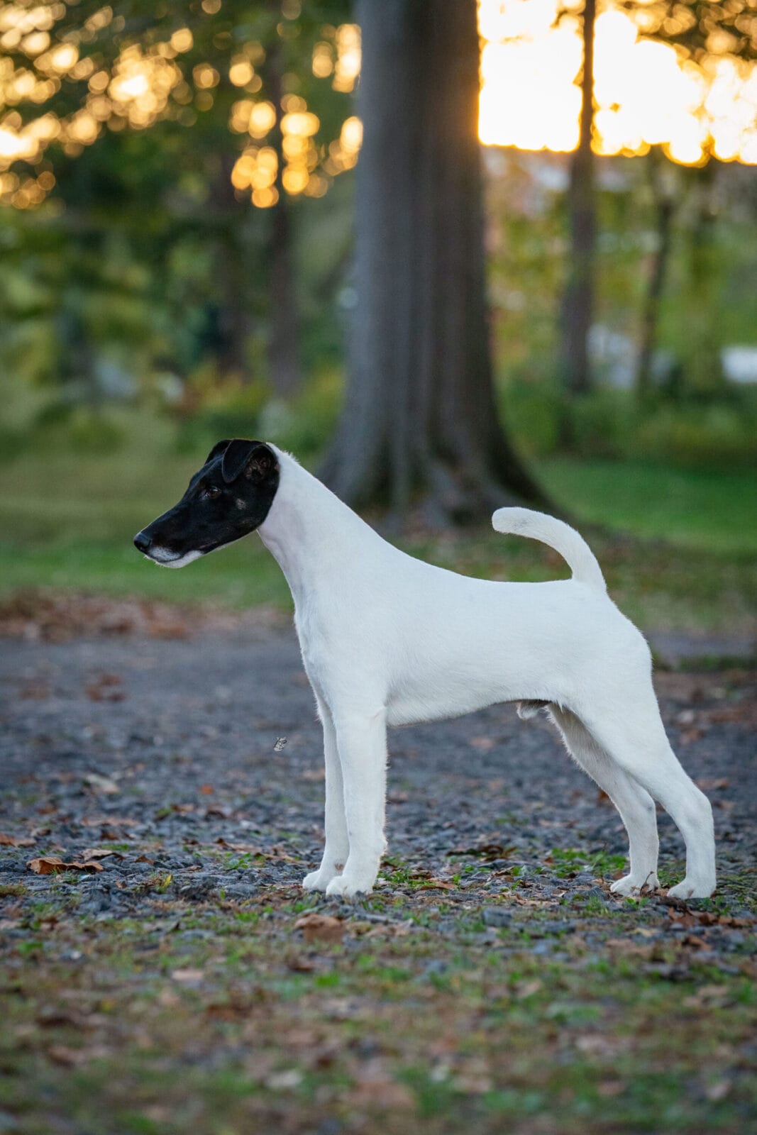Photo of GCH Absolutely Game. Set. Replay. at Decorum, a  Fox Terrier (Smooth).