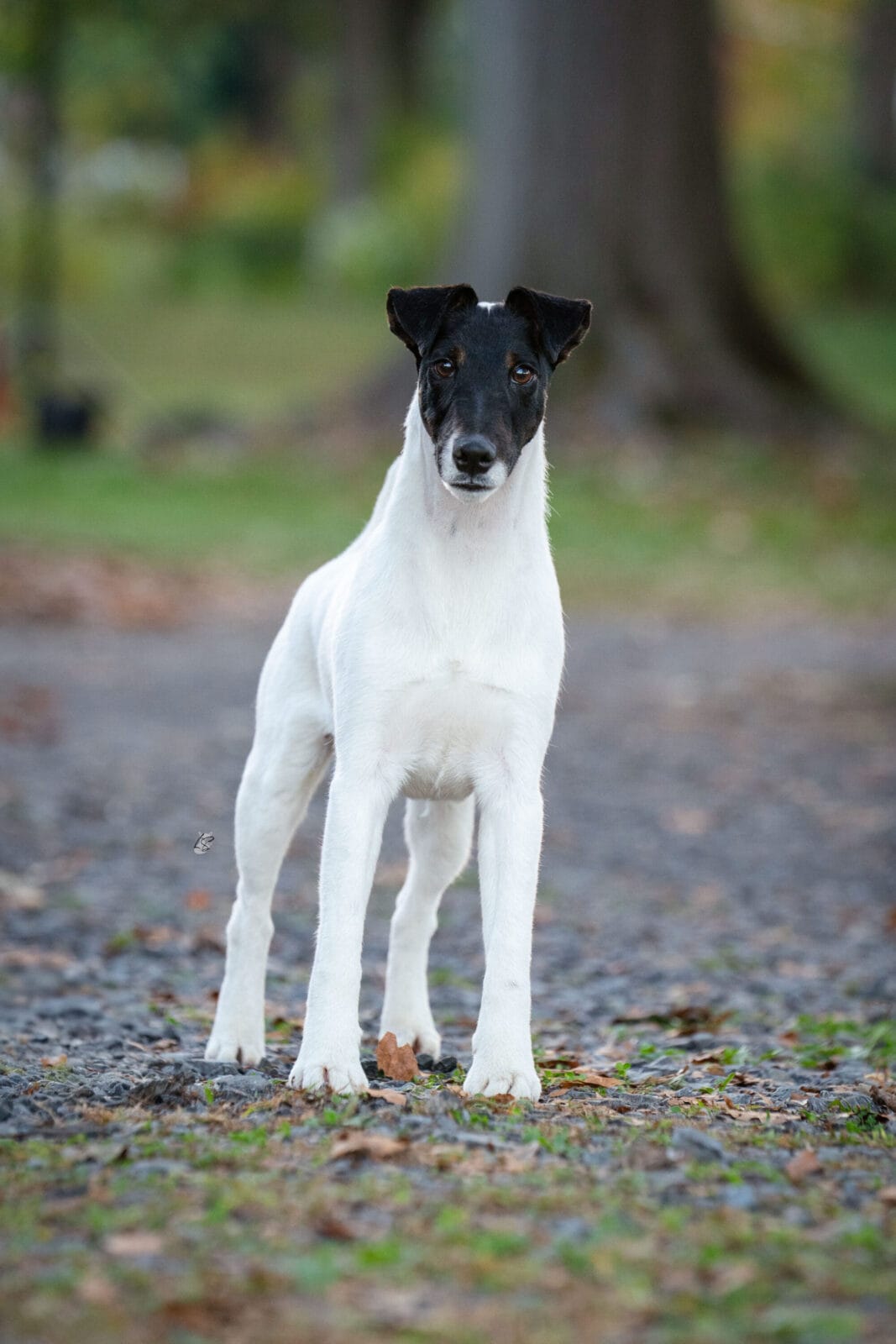 Photo of GCH Absolutely Game. Set. Replay. at Decorum, a  Fox Terrier (Smooth).
