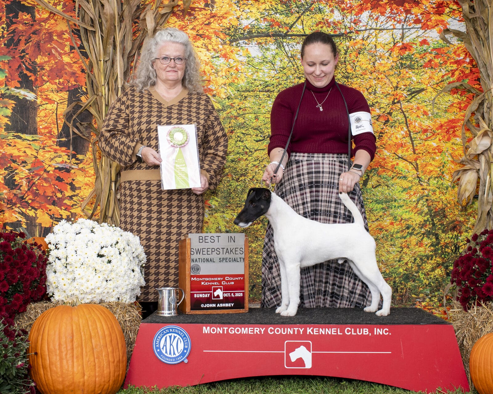 Photo of GCH Absolutely Game. Set. Replay. at Decorum, a  Fox Terrier (Smooth).