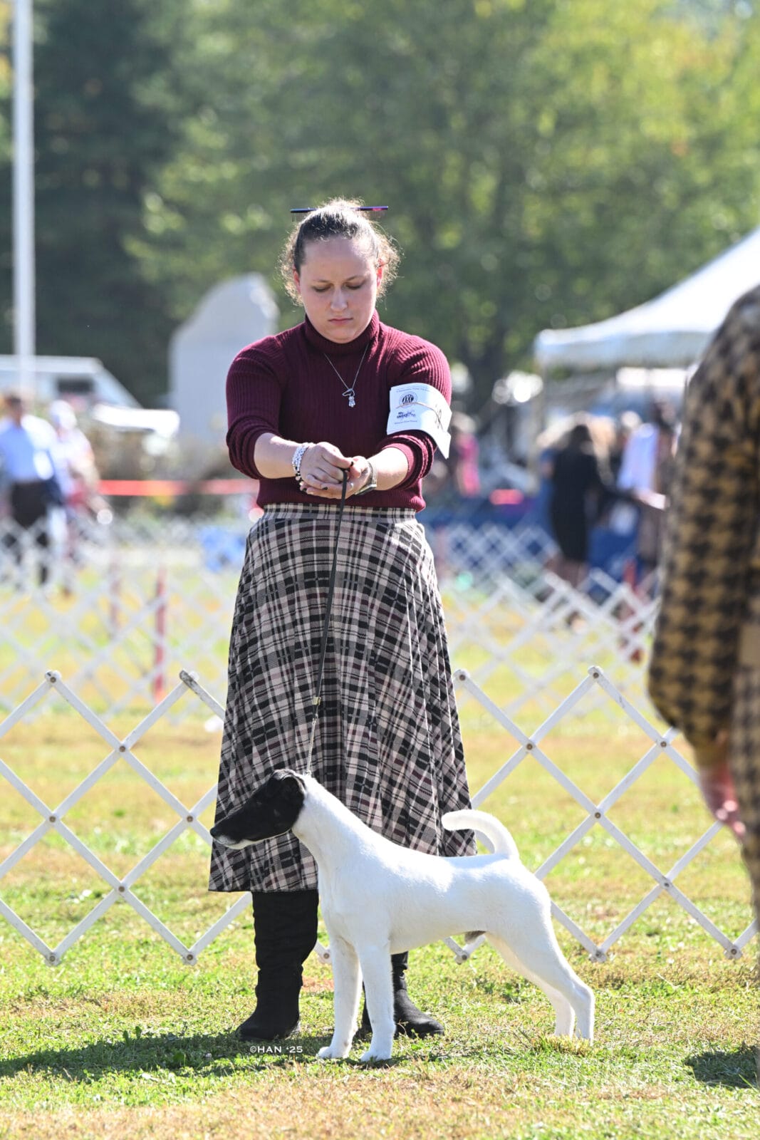 Photo of GCH Absolutely Game. Set. Replay. at Decorum, a  Fox Terrier (Smooth).