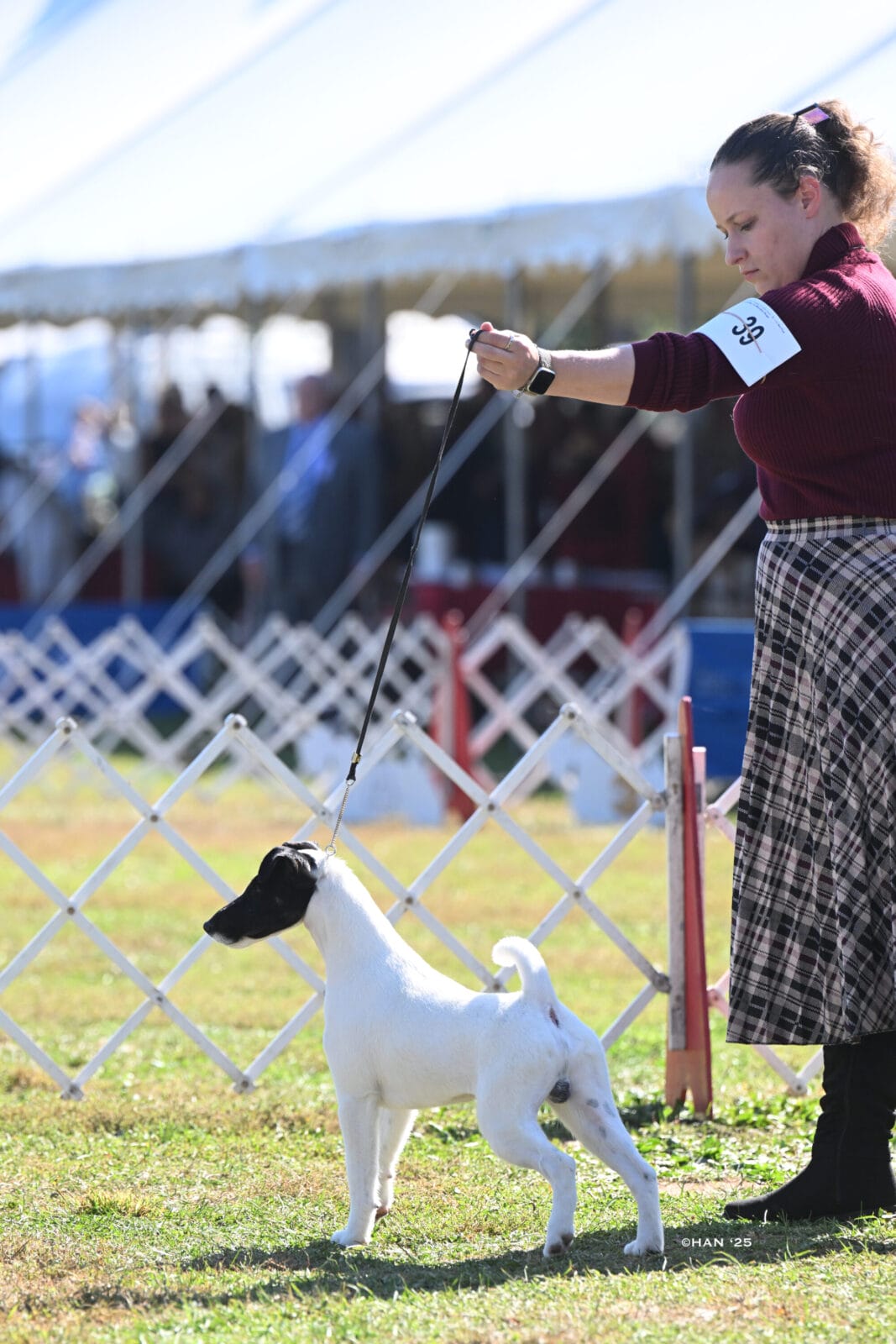 Photo of GCH Absolutely Game. Set. Replay. at Decorum, a  Fox Terrier (Smooth).