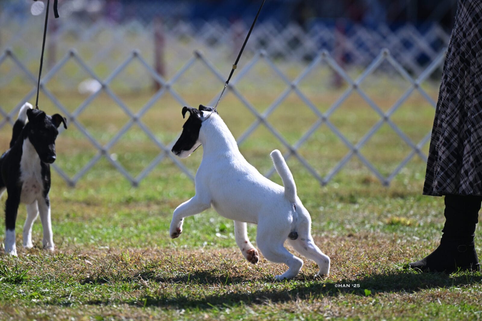 Photo of GCH Absolutely Game. Set. Replay. at Decorum, a  Fox Terrier (Smooth).