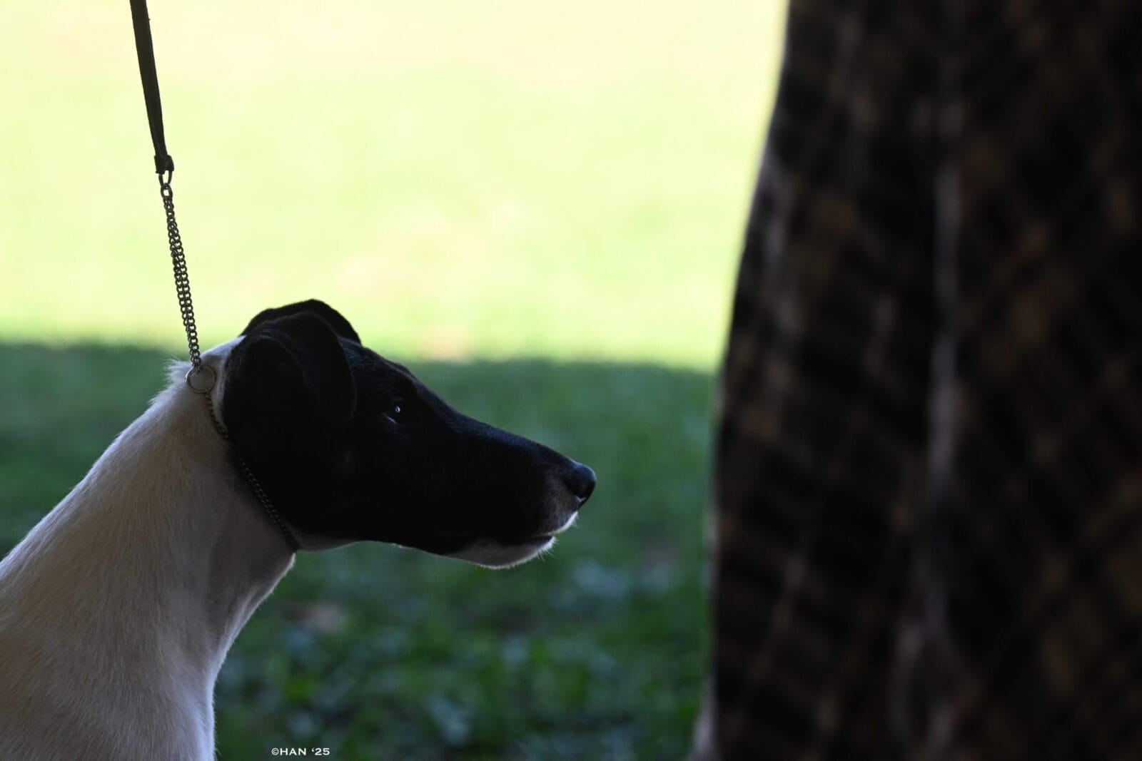 Photo of GCH Absolutely Game. Set. Replay. at Decorum, a  Fox Terrier (Smooth).