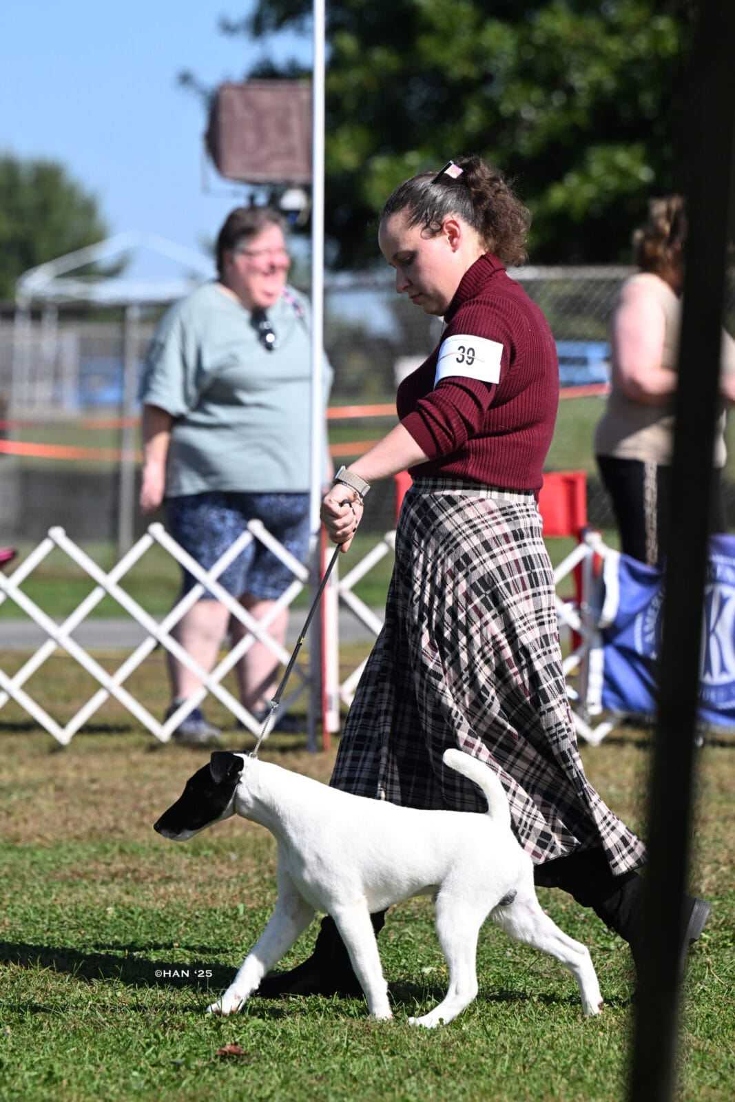 Photo of GCH Absolutely Game. Set. Replay. at Decorum, a  Fox Terrier (Smooth).