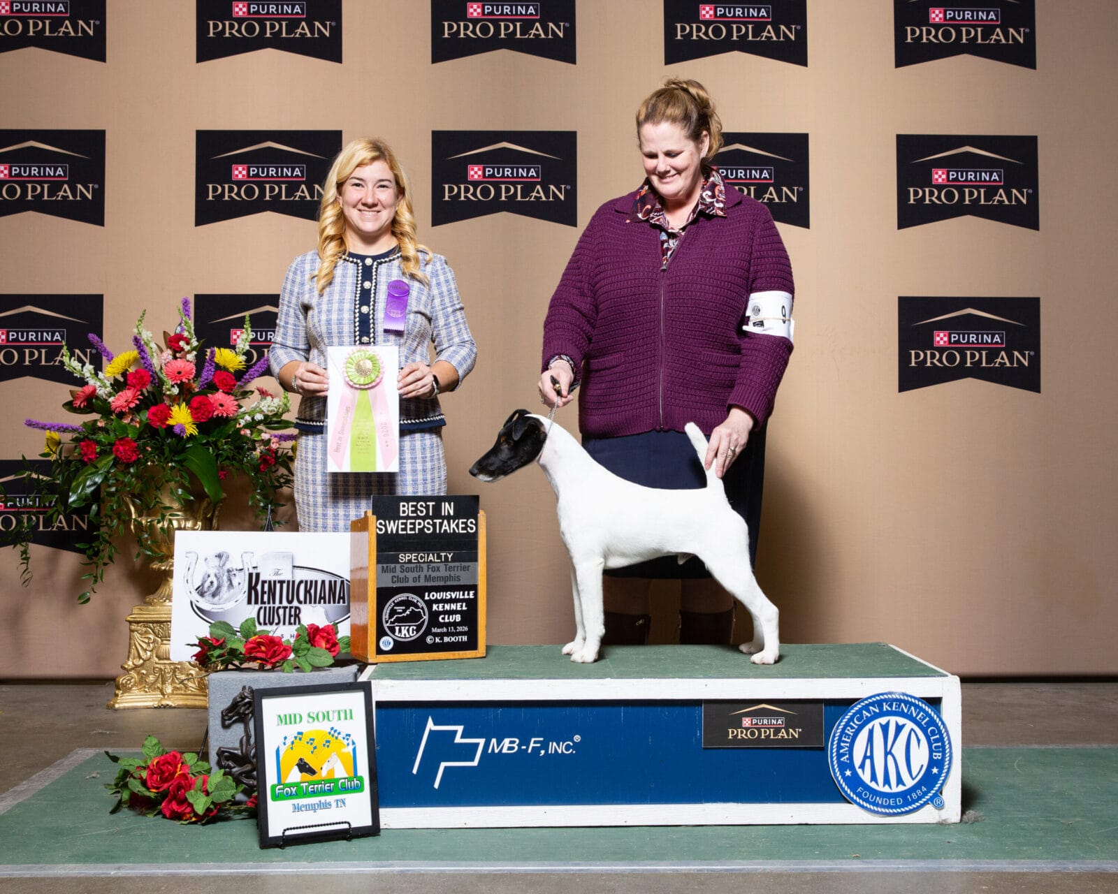 Photo of GCH Absolutely Game. Set. Replay. at Decorum, a  Fox Terrier (Smooth).