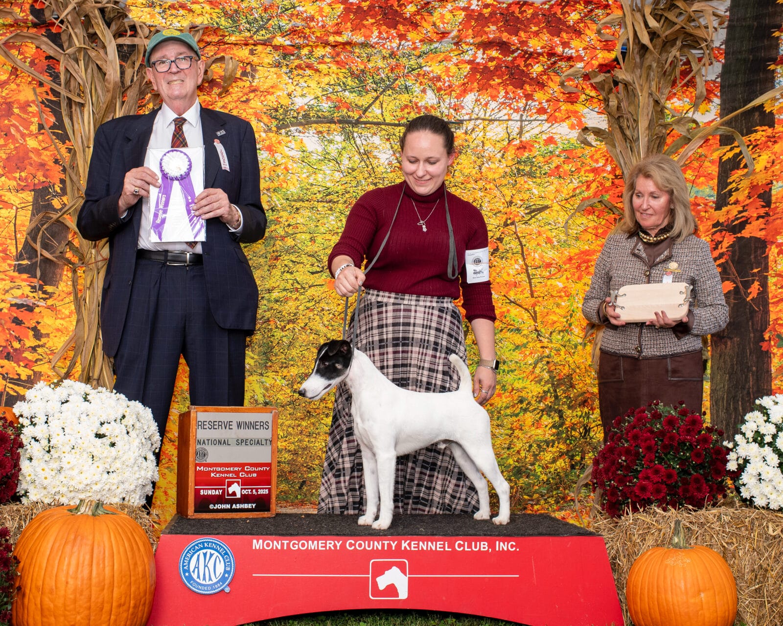 Photo of CH Absolutely On The Record at Decorum, a  Fox Terrier (Smooth).