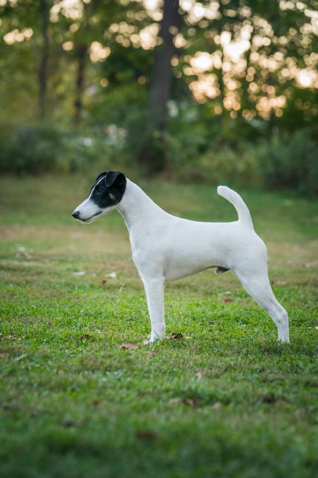 Photo of CH Absolutely On The Record at Decorum, a  Fox Terrier (Smooth).